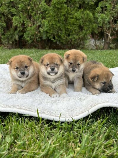 oglasi, Shiba Inu tenci